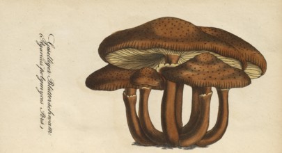 European poisonous plants, Armillaria polymyces or Honey fungus, Armillaria ostoyae, syn.