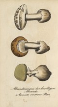European poisonous plants, cone hat or pointed hat tuberous mushroom, Amanita virosa, authentic,