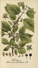European poisonous plants, Purgier's buckthorn, Rhamnus cathartica, authentic, digitally restored