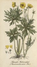 European poisonous plants, Ranunculus acris, authentic, digitally restored reproduction from a 19th