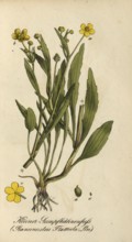 European poisonous plants, Ranunculus flammula, authentic, digitally restored reproduction from a