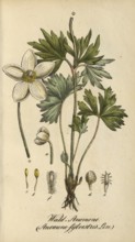 European poisonous plants, wood anemone, Anemone sylvestris, authentic, digitally restored