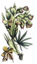 European poisonous plants, smelly hellebore, Helleborus foetidus, digitally restored reproduction