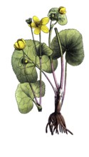European poisonous plants, marsh marigold, Caltha palustris, digitally restored reproduction from a