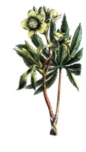 European poisonous plants, green hellebore, Helleborus viridis, digitally restored reproduction