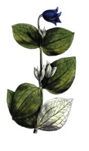 European poisonous plants, perennial clematis, clematis integrifolia, digitally restored