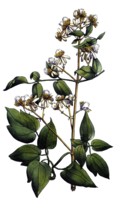 European poisonous plants, common clematis, clematis vitalba, digitally restored reproduction from