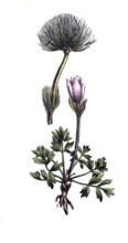 European poisonous plants, spring cowbell, pulsatilla vernalis, digitally restored reproduction