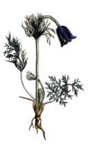 European poisonous plants, meadow cowbell, pulsatilla pratensis subsp. pratensi, digitally restored