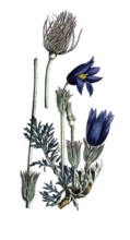European poisonous plants, common cowbell, pulsatilla vulgaris, kitchen bell, digitally restored