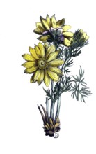 European poisonous plants, spring adonis florets or spring adonis, Adonis vernalis, digitally