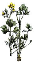 European poisonous plants, Ranunculus sardous, rough-haired buttercup, digitally restored