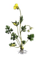 European poisonous plants, bulbous buttercup, Ranunculus bulbosus, digitally restored reproduction