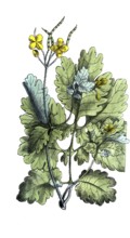 European poisonous plants, Chelidonium majus, celandine, digitally restored reproduction from a