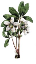 European poisonous plants, snow rose, Helleborus niger, usually called Christmas rose or black