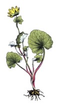 European poisonous plants, scarbock herb, ficaria verna, synonym: Ranunculus ficaria L, also