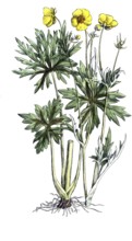 European poisonous plants, sharp buttercup, Ranunculus acris, digitally restored reproduction from