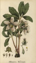 European poisonous plants, snow rose, Helleborus niger, usually called Christmas rose or black