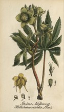 European poisonous plants, Green Hellebore, Helleborus viridis, authentic, digitally restored