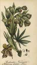 European poisonous plants, Helleborus foetidus, authentic, digitally restored reproduction from a