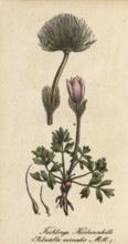 European poisonous plants, spring pasque flower, pasque flower, Pulsatilla vernalis, authentic,