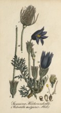 European poisonous plants, Pasque flower, Pulsatilla vulgaris, Pasque flower, authentic, digitally
