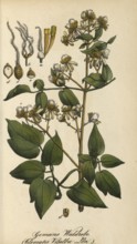 European poisonous plants, traveller's joy, Clematis vitalba, authentic, digitally restored