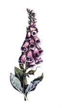 European poisonous plants, red foxglove, Digitalis purpurea, digitally restored reproduction from a
