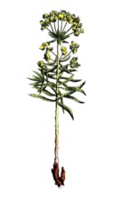 European poisonous plants, donkey milkweed or spicy milkweed, Euphorbia esula, digitally restored