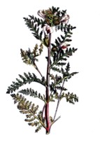 European poisonous plants, marsh lice herb, pedicularis palustris, digitally restored reproduction