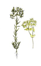 European poisonous plants, small milkweed, Euphorbia exigua and pressed milkweed, Euphorbia retusa,