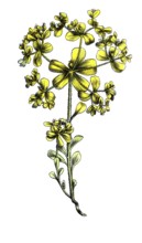 European poisonous plants, solstice milkweed, Euphorbia helioscopia subsp. helioscopia, digitally