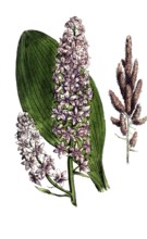 European poisonous plants, black germer, Veratrum nigrum, digitally restored reproduction from a