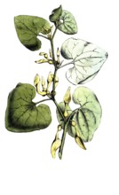 European poisonous plants, common easterluzei or upright easterluzei, Aristolochia clematitis,