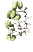 European poisonous plants, common hazel root, Asarum europaeum, digitally restored reproduction