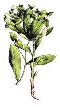 European poisonous plants, sweet milkweed, Euphorbia dulcis, digitally restored reproduction from a