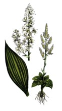 European poisonous plants, white germer, Veratrum album, also white germer and white hellebore,