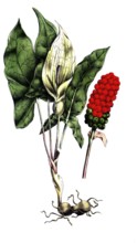 European poisonous plants, spotted arum stick, Arum maculatum, digitally restored reproduction from