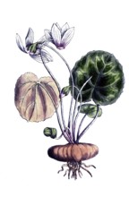 European poisonous plants, European cyclamen, cyclamen purpurascens, cyclamen europaeum, digitally