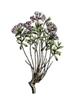 European poisonous plants, rosemary mustache, Daphne cneorum, digitally restored reproduction from