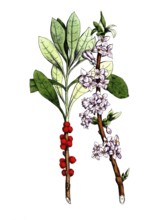 European poisonous plants, daaphne mezereum, digitally restored reproduction from a 19th century