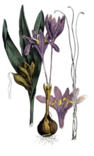 European poisonous plants, autumn crosses or autumn crosses, Colchicum autumnale, digitally