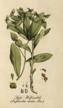 European poisonous plants, sweet spurge, Euphorbia dulcis, authentic, digitally restored
