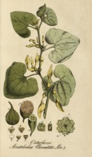 European poisonous plants, European Birthwort or Upright Birthwort, Aristolochia clematitis,