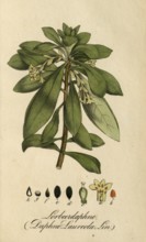 European poisonous plants, laurel daphne, Daphne laureola L. subsp. laureola, authentic, digitally
