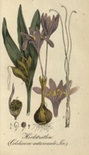 European poisonous plants, Herbstzeitlose or Herbst-Zeitlose, Colchicum autumnale, authentic,