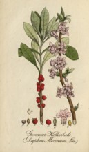 European poisonous plants, Daphne mezereum, authentic, digitally restored reproduction from a 19th