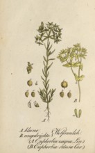 European poisonous plants, Small spurge, Euphorbia exigua, and Pressed spurge, Euphorbia retusa,