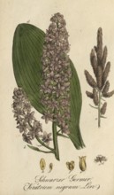 European poisonous plants, Black False Hellebore, Veratrum nigrum, authentic, digitally restored