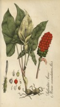 European poisonous plants, common arum, Arum maculatum, authentic, digitally restored reproduction